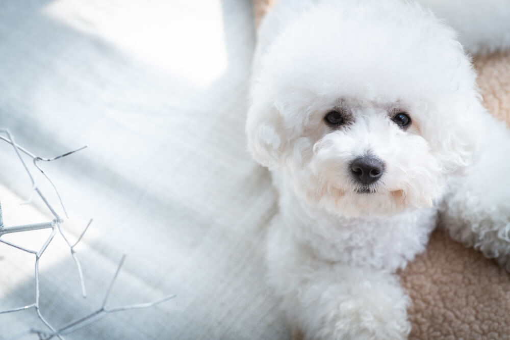 pozbyła się zapachu zwierząt z domu dzięki Rainbow SRX